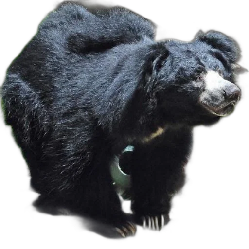 animal, creature, staff, black, bear, stands, rock, natural transparent PNG cut-out