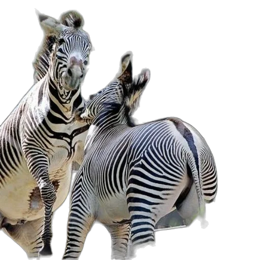 animal, creature, photorealistic, 3d render, concept art, monochrome, two, zebras transparent PNG cut-out