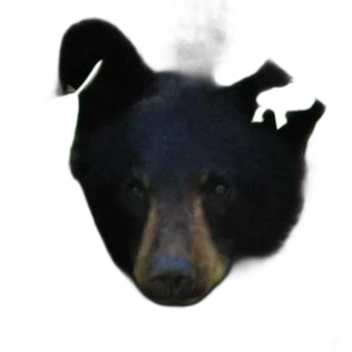 animal, creature, mask, face, photorealistic, 3d render, concept art, pixel art transparent PNG cut-out