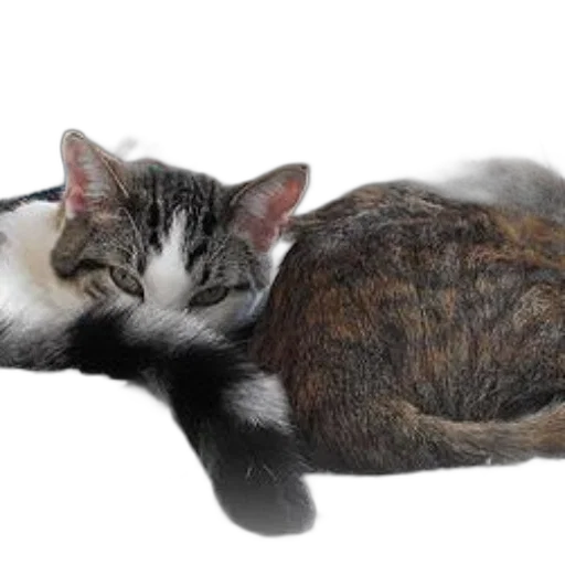 staff, animal, photorealistic, calico, cat, white, black, orange transparent PNG cut-out