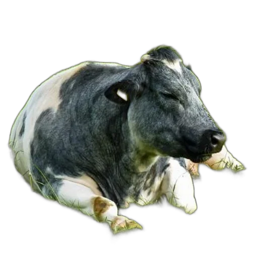 animal, jewelry, food, creature transparent PNG cut-out