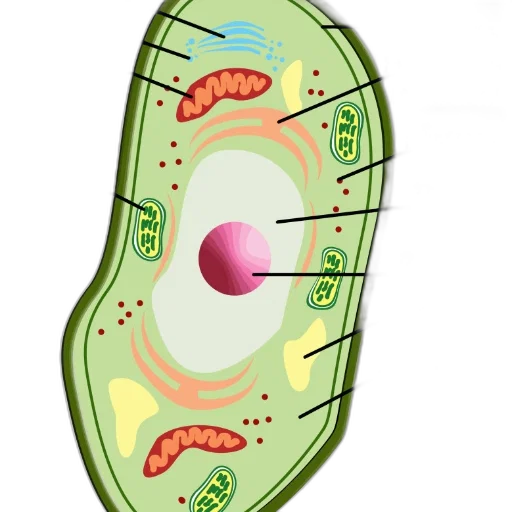 food, jewelry, concept art, 3d render, illustration, plant, cell, labeled transparent PNG cut-out