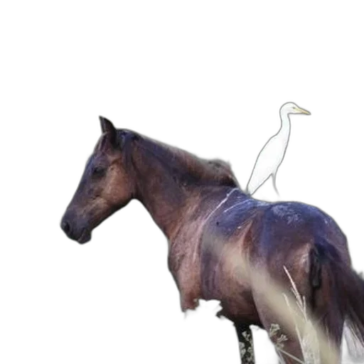 animal, creature, staff, hair, photorealistic, 3d render, concept art, fantasy art transparent PNG cut-out