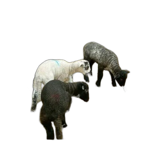 animal, staff, 3d render, concept art, photorealistic, pixel art, group, lambs transparent PNG cut-out