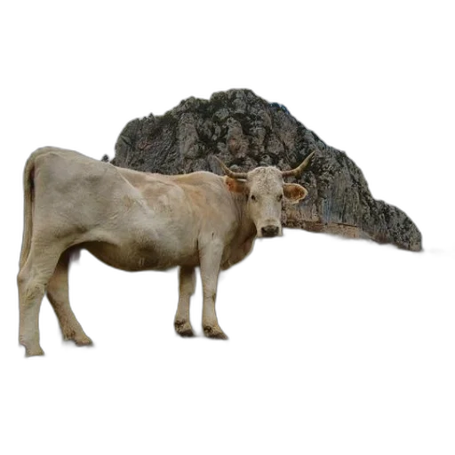 animal, hat, creature, dragon, 3d render, concept art, photorealistic, fantasy art transparent PNG cut-out