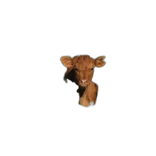 animal, jewelry, food, crown, 3d render, brown, calf, stands transparent PNG cut-out