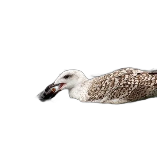 animal, creature, hair, shoes, photorealistic, 3d render, concept art, seagull transparent PNG cut-out