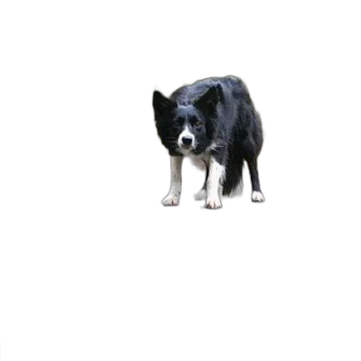 animal, creature, staff, face, 3d render, photorealistic, pixel art, concept art transparent PNG cut-out