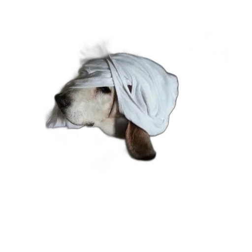hat, jacket, animal, staff, photorealistic, dog, white, cloth transparent PNG cut-out