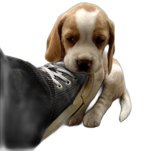 shoes, weapon, animal, staff, photorealistic, 3d render, concept art, cute transparent PNG cut-out