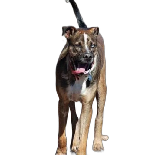 staff, animal, creature, photorealistic, 3d render, brown, white, dog transparent PNG cut-out