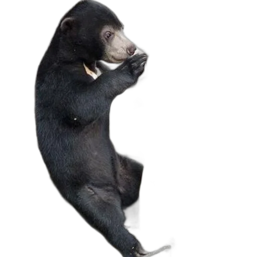animal, creature, staff, photorealistic, concept art, black, bear, white transparent PNG cut-out