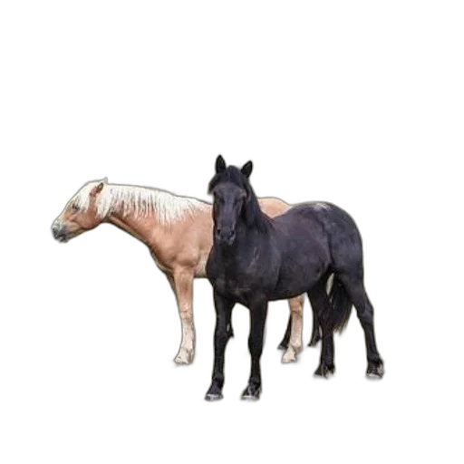 animal, furniture, creature, jewelry, 3d render, photorealistic, concept art, two transparent PNG cut-out
