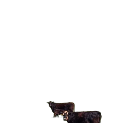 animal, furniture, food, weapon, pixel art, 3d render, photorealistic, concept art transparent PNG cut-out