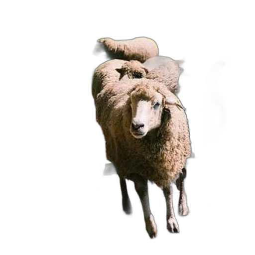 animal, creature, mask, dress, photorealistic, 3d render, concept art, pixel art transparent PNG cut-out