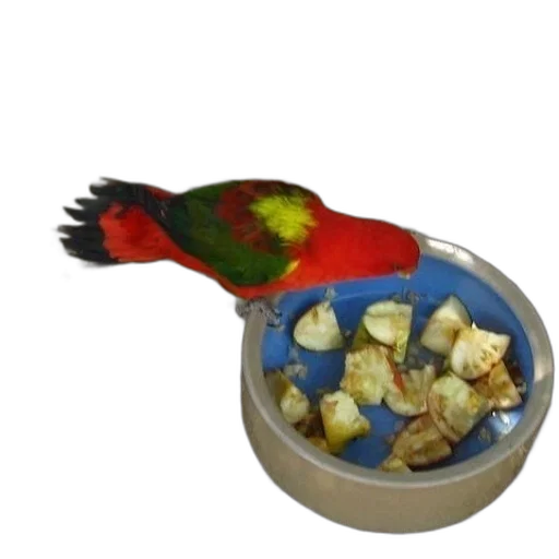 food, animal, jewelry, creature transparent PNG cut-out