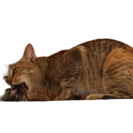 animal, creature, staff, food, photorealistic, 3d render, tabby, cat transparent PNG cut-out