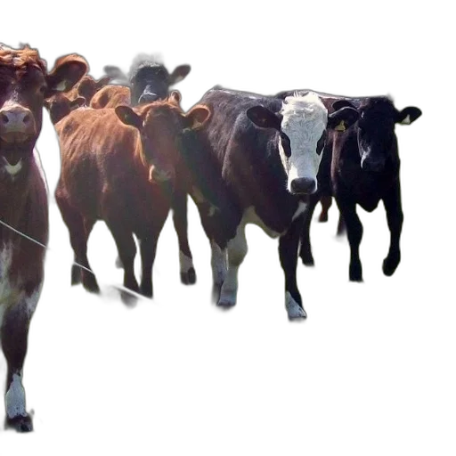 animal, concept art, photorealistic, group, cows, including, one, white transparent PNG cut-out