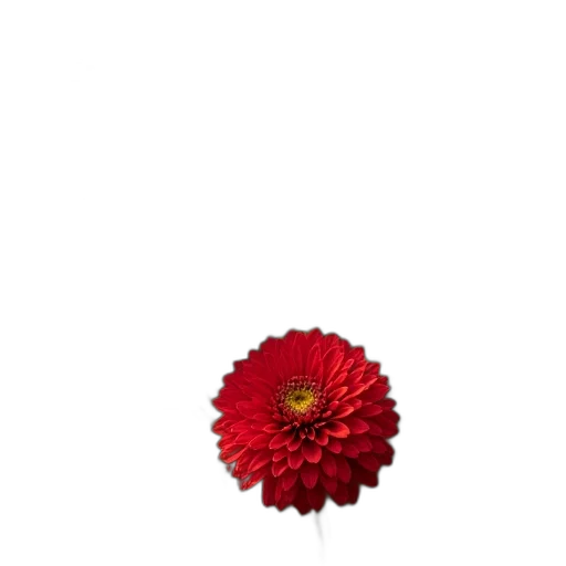 flower, crown, jewelry, staff, photorealistic, 3d render, pixel art, oil painting transparent PNG cut-out