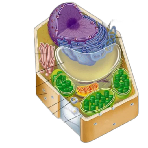 food, jewelry, crown, concept art, detailed, diagram, plant, cell transparent PNG cut-out