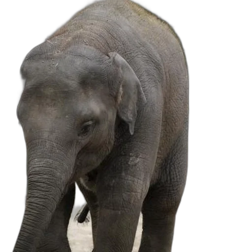 animal, creature, young, elephant, stands, natural, setting, trees transparent PNG cut-out