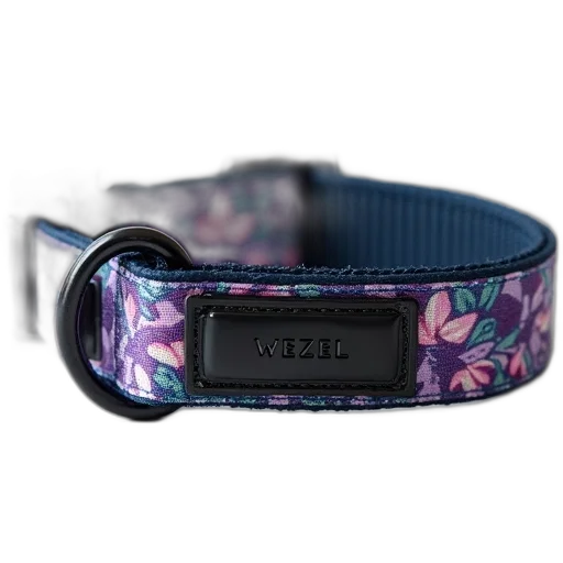 blue, black, dog, collar, floral, pattern, featuring, purple transparent PNG cut-out