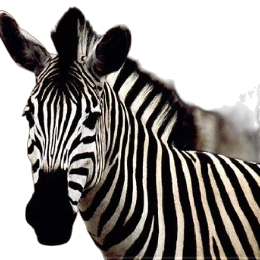 animal, creature, jewelry, photorealistic transparent PNG cut-out