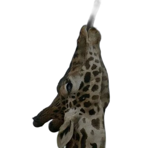 animal, staff, weapon, umbrella, 3d render, concept art, photorealistic, fantasy art transparent PNG cut-out