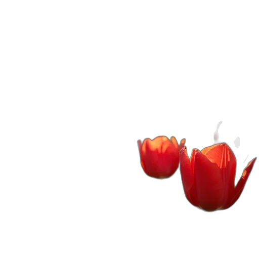 flower, crown, food, jewelry, photorealistic, 3d render, concept art, pixel art transparent PNG cut-out