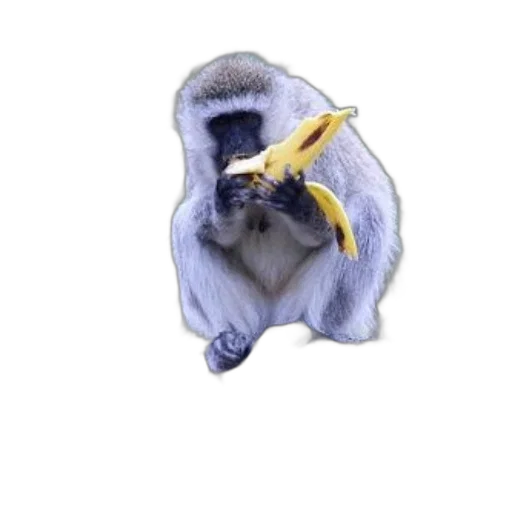 animal, staff, jacket, creature, photorealistic, 3d render, concept art, vervet transparent PNG cut-out