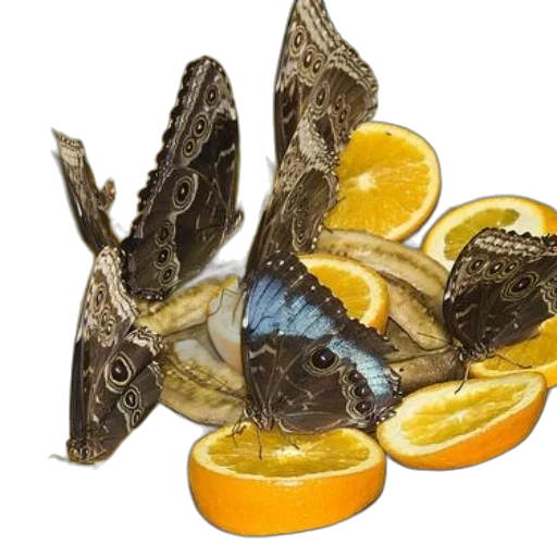 food, animal, dragon, jewelry, photorealistic, 3d render, concept art, oil painting transparent PNG cut-out