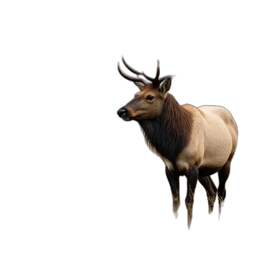animal, creature, crown, hair transparent PNG cut-out