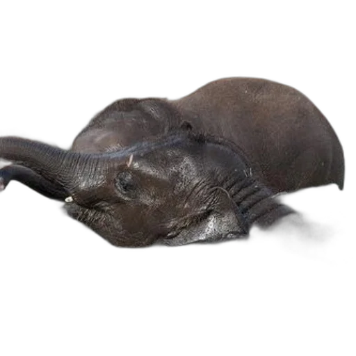 animal, creature, hat, hair, photorealistic, 3d render, concept art, baby transparent PNG cut-out