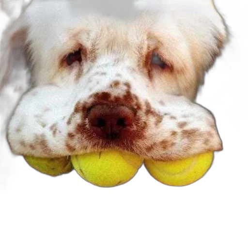 animal, face, food, shoes, photorealistic, 3d render, dog, three transparent PNG cut-out