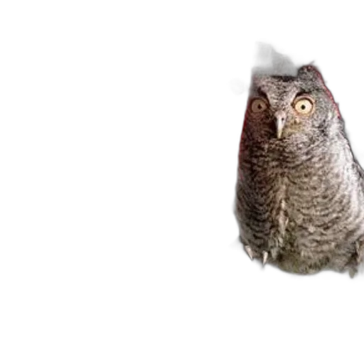 animal, creature, hat, face, photorealistic, 3d render, concept art, pixel art transparent PNG cut-out