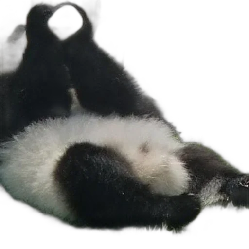 animal, staff, creature, monochrome, panda, bear, lying, back transparent PNG cut-out