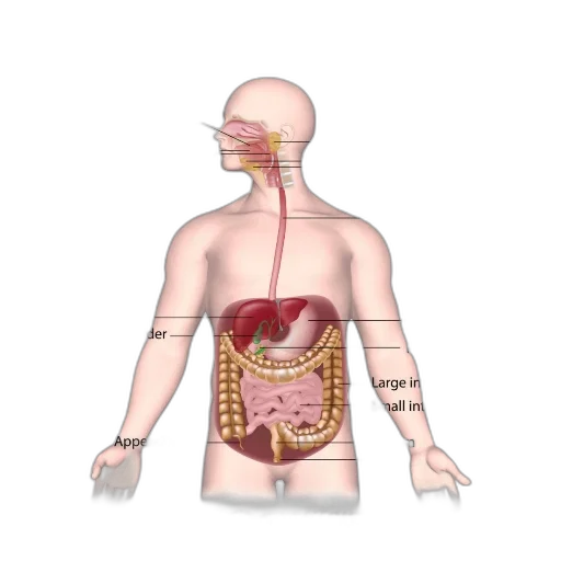 jewelry, food, staff, concept art, 3d render, labeled, diagram, human transparent PNG cut-out