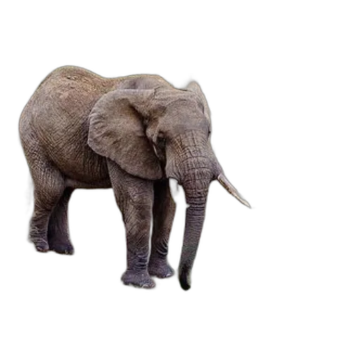 animal, creature, weapon, staff, 3d render, photorealistic, concept art, majestic transparent PNG cut-out