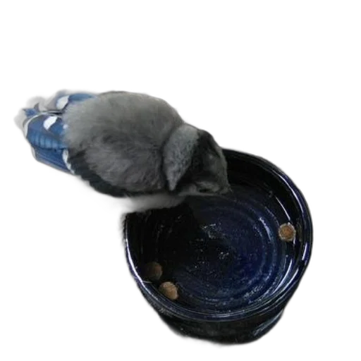 food, hat, animal, creature transparent PNG cut-out
