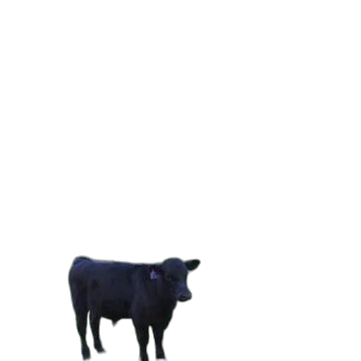 animal, creature, robot, food, pixel art, concept art, 3d render, photorealistic transparent PNG cut-out