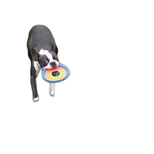 food, animal, staff, weapon, 3d render, photorealistic, black, white transparent PNG cut-out