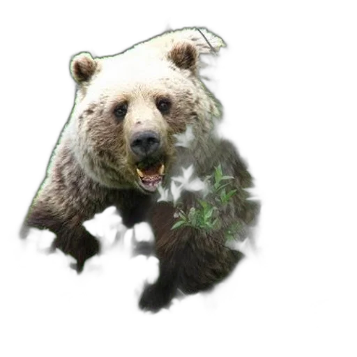 animal, creature, concept art, photorealistic, pixel art, 3d render, grizzly, bear transparent PNG cut-out