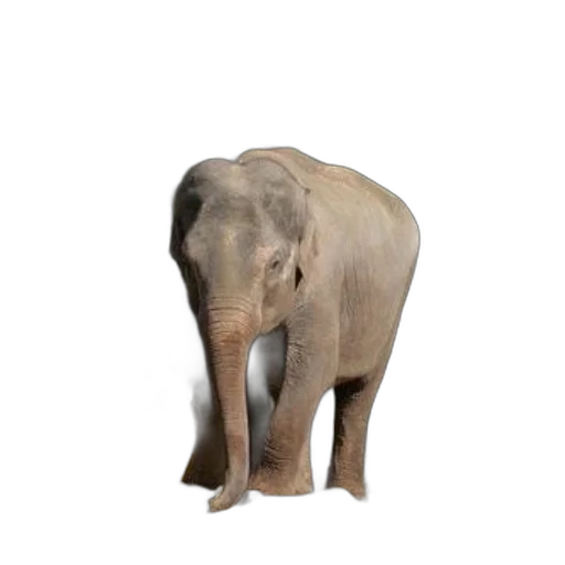 animal, creature, staff, weapon, 3d render, photorealistic, concept art, majestic transparent PNG cut-out