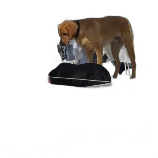hat, animal, furniture, shoes transparent PNG cut-out