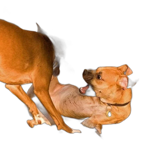 animal, creature, weapon, staff, photorealistic, 3d render, two, dogs transparent PNG cut-out
