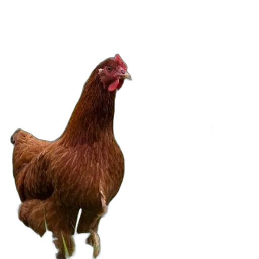 animal, creature, food, dress, photorealistic, 3d render, concept art, pixel art transparent PNG cut-out