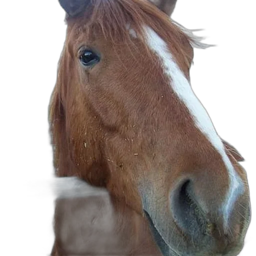 animal, face, staff, hat, photorealistic, 3d render, oil painting, close-up transparent PNG cut-out