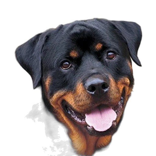 animal, face, staff, creature, photorealistic, oil painting, 3d render, pixel art transparent PNG cut-out