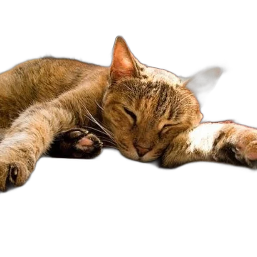 animal, staff, photorealistic, cozy, scene, featuring, cat, sleeping transparent PNG cut-out