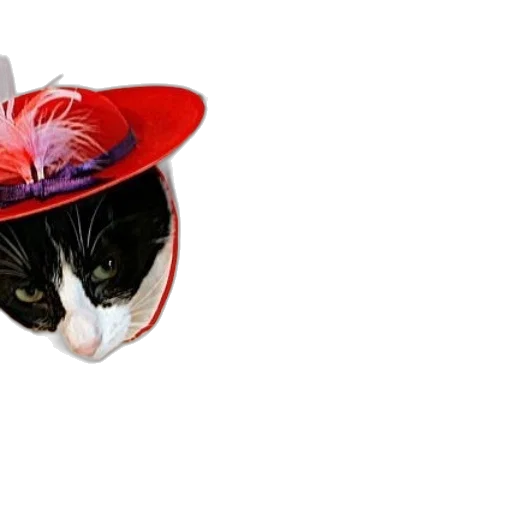 hat, animal, crown, mask, black, white, cat, wearing transparent PNG cut-out